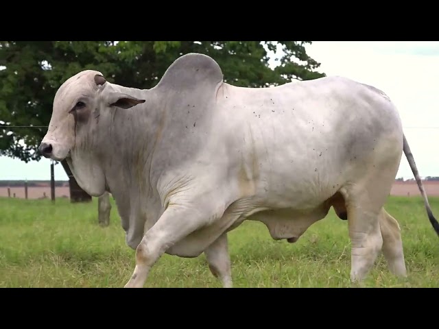 Lote 23   Leilão Trio Bonsucesso   Etapa Touros
