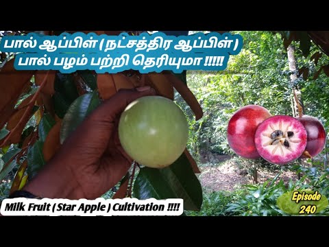  Milk Fruit  Star Apple  Milk Apple  Gold Leaf Tree  Taar Apple  Milk Fruit  Star Fruit