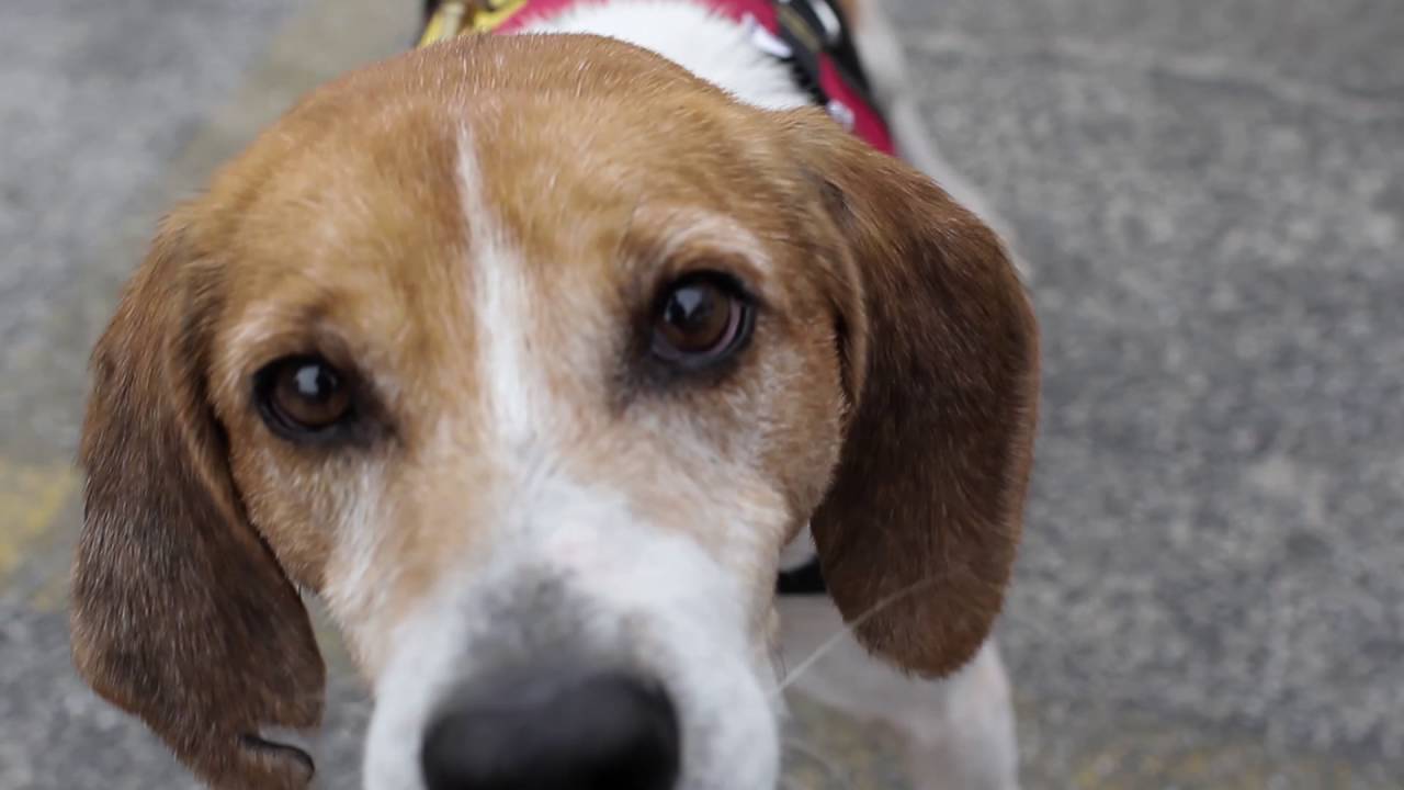 bluetick coonhound rescue illinois lowcountry dog rescue spotlight carolina coonhound rescue youtube bluetick coonhound rescue illinois lowcountry dog rescue spotlight carolina coonhound rescue youtube