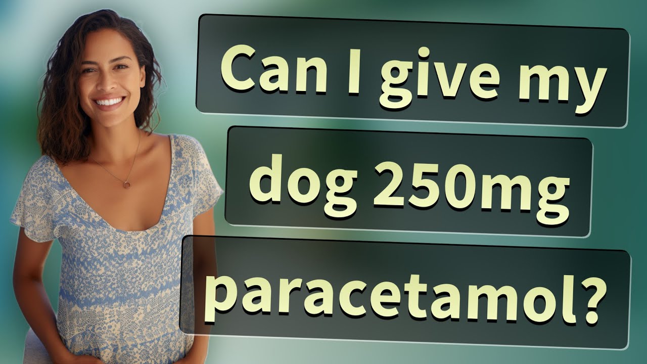 Can I give my dog 250mg paracetamol? - YouTube