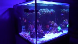 Tang in a 45g tank?!  Tang Police please allow me to explain...