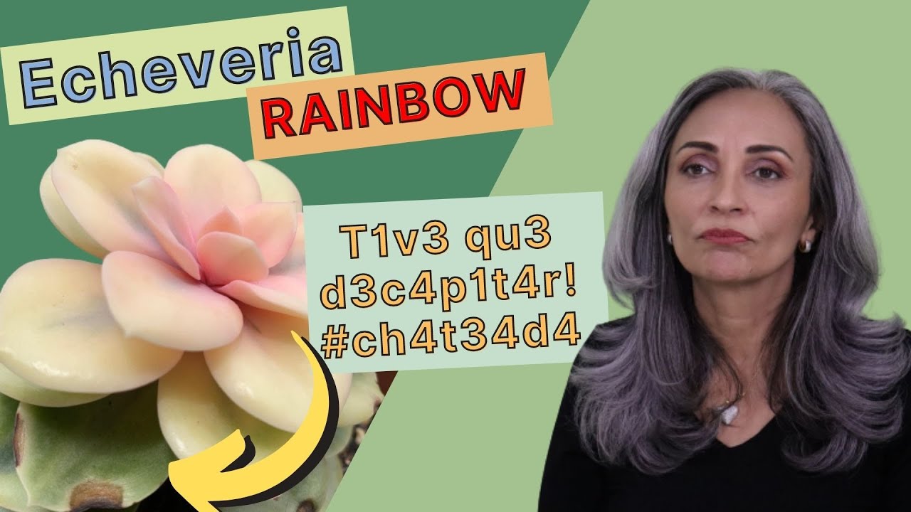 Echeveria Rainbow - Salvando minha preferida!
