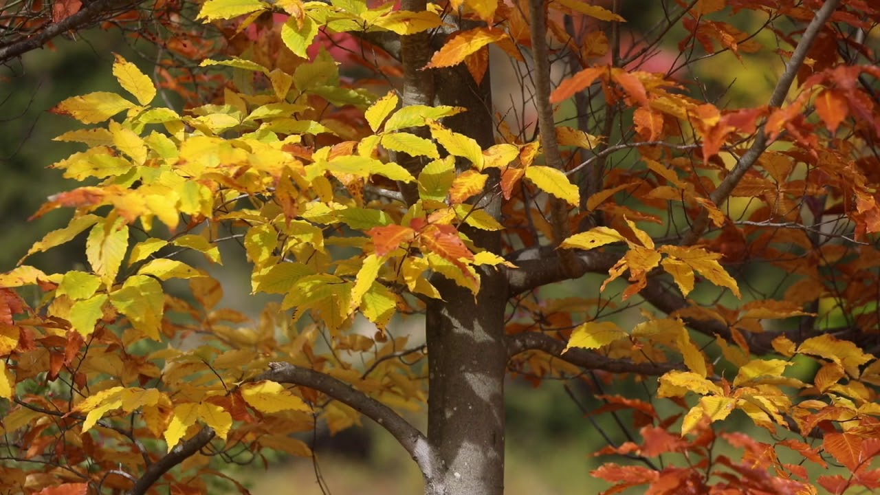 Sweet Autumn Official Video YouTube