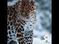 Leopard in Gilgit Baltistan, #Amazing#pakistan#2022 🇵🇰