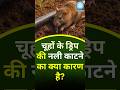 चूहों की ड्रिप की नली काटने का क्या कारण है ? #farming #science #khetibadi #kisan #agritech #facts