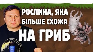 картинка: Квітка розкривається під землею. Новий рід рослин, які паразитують на грибах. Relictithismia