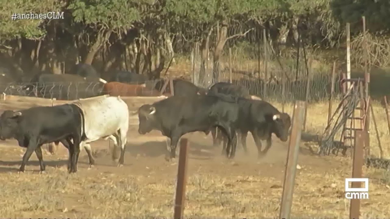 La Ganadería Benito García Chicano | Ancha es Castilla-La Mancha