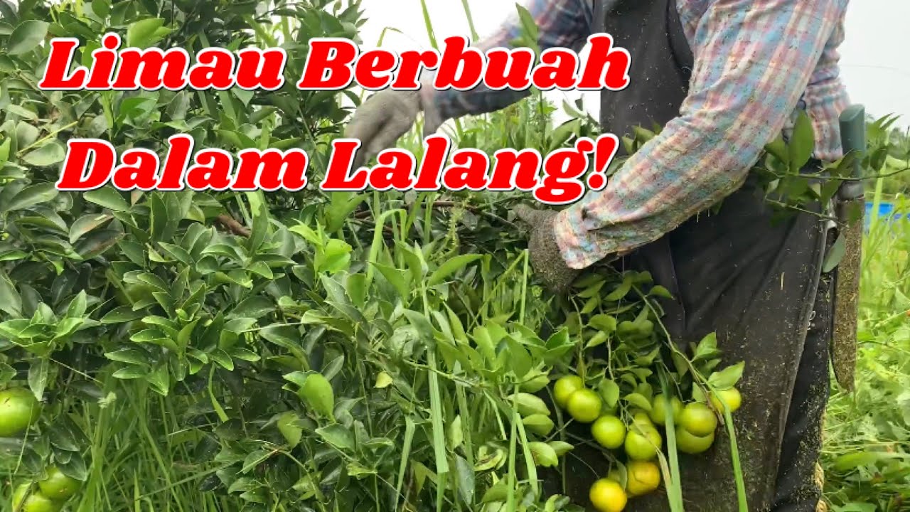 Banyak Buah Dalam Lalang! Ini Kisah Limau Ajaib (Sambungan…)