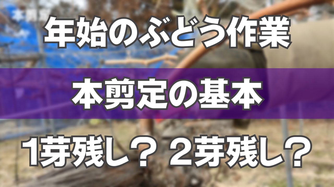 【本剪定】今年のぶどうを作る初めの準備【ぶどう農家解説】