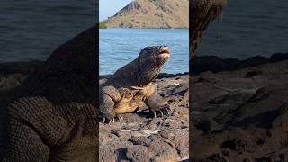 ☠️😬 Beach Patrol🐉 #americanviewers #komodo #komododragon #wildlifeentertainment #wildlife
