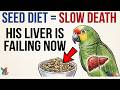 Can parrots eat human food?