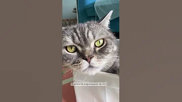 Как спасти кошку от жары. Часть 2