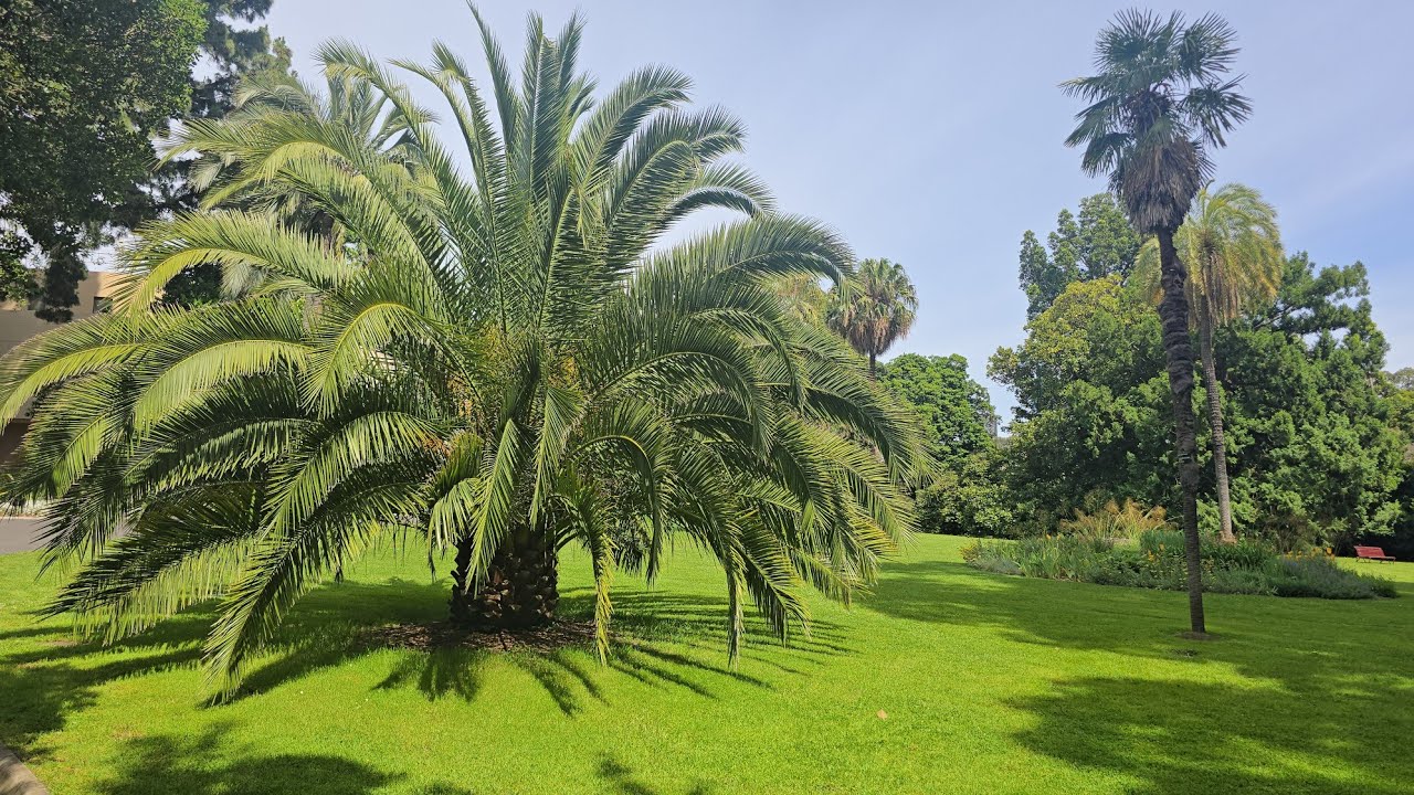 Royal Botanic Gardens Melbourne Walk 4K 60FPS | Australian Spring Nature Ambience (1 Hour)