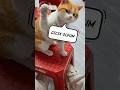 Kedi sinir oldu 🤣