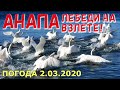 #АНАПА. ПОГОДА 2.03.2020. ЛЕБЕДИ НА ВЗЛЁТЕ! ПЛЯЖ МАЛАЯ БУХТА Высокий берег. Сквер Гудовича.Таманская