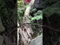 倒木処理 #アーボプラス #特殊伐採 #林業 #倒木処理