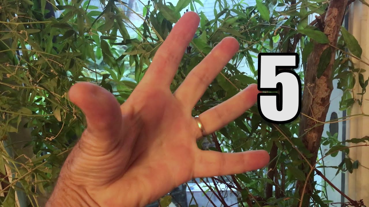 Pre-school learn numbers and how to count to five with fingers. - YouTube