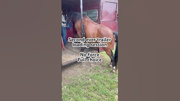 Trailer loading practice! #positivereinforcement #naturalhorsemanship #horsegirl #horse #mare