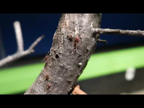 HIDDEN VIDEO: Leafcutter Ant Exhibit - HIDDEN VIDEO: Leafcutter Ant Exhibit