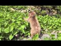 波勝崎苑の猿（孤独なダッコ）Japanese Macaque Monkeys