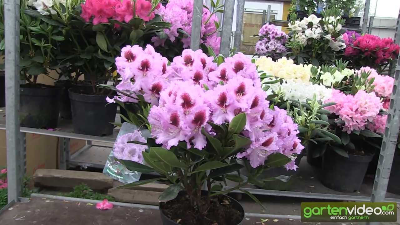 Rhododendron Hybride Kabarett