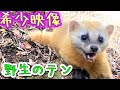 罠にかかった野生のテン『綺麗な体をしています』サバイバル＊自給自足
