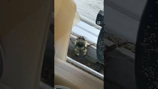 Bee Twerk