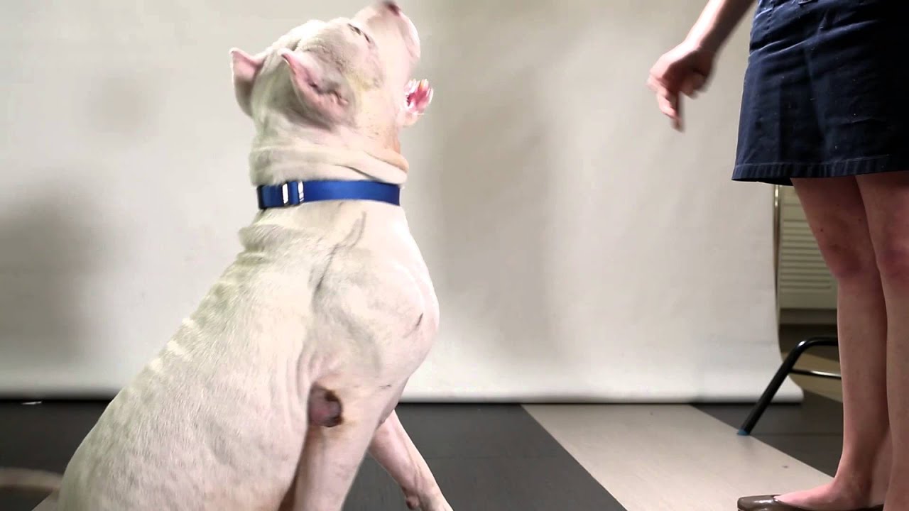 Meet Buzz A Argentine Dogo Currently Available For Adoption At Petango Meet buzz a argentine dogo currently available for adoption at petango