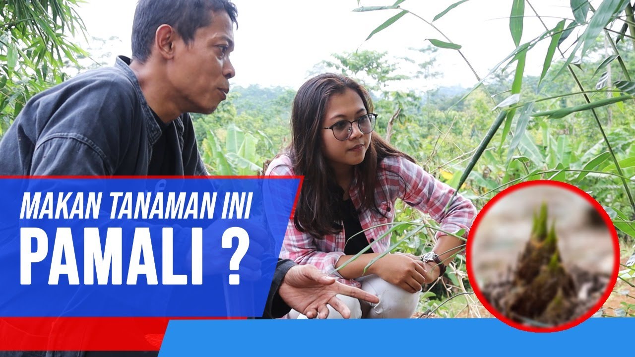 Mengusut Rebung Bambu Kuning dan STIGMA Sebagaian Masyarakat. JANGAN DI MAKAN WALAUPUN ENAK ??