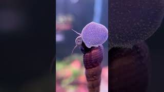 So many rabbit snails 🐌 #snail #cherryshrimp #aquarium
