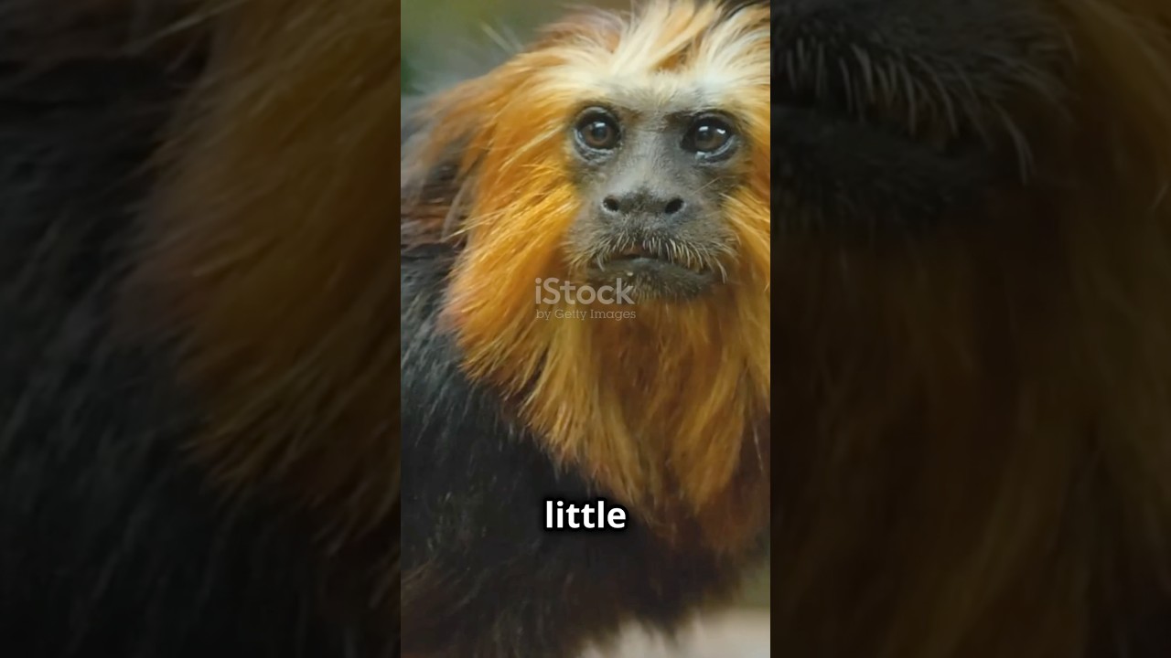 Discover the Golden Lion Tamarin and its striking golden mane in this captivating video! 🐒