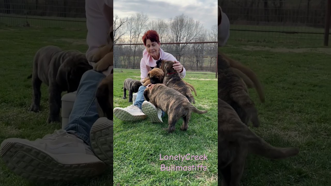 Somebody loves me Lovely Bullmastiff puppies at LonelyCreek