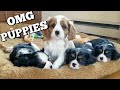 CAVALIER PUPPIES | Visiting Milton's nieces and nephews