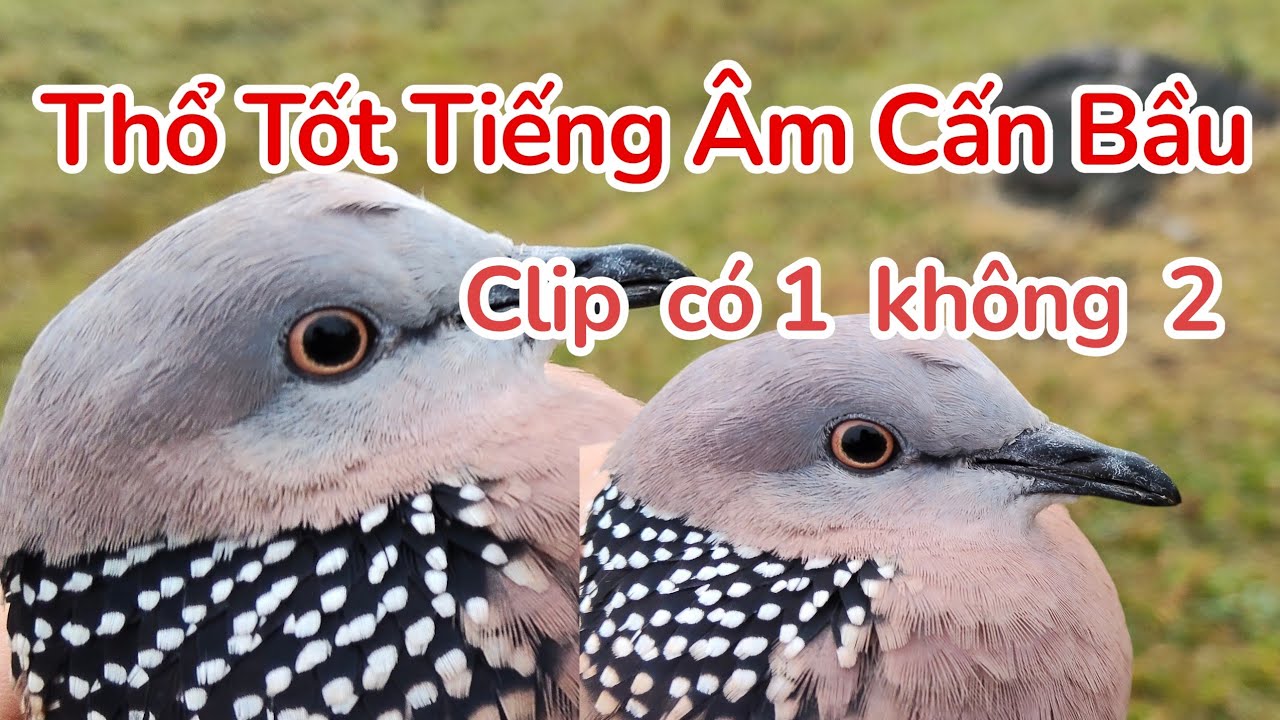 Chim cu gáy bổi thổ tốt tiếng âm cấn bầu to như con bồ câu clip thõa man đam mê chim cu gáy
