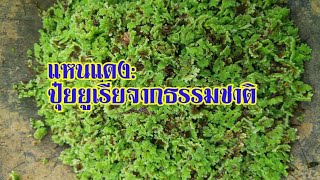 แหนแดง:ปุ๋ยยูเรียจากธรรมชาติ