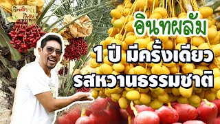 อินทผลัม 1 ปีมีครั้ง สดกรอบหวานอร่อย ราคาขายดี  I ถึงพริกถึงขิง