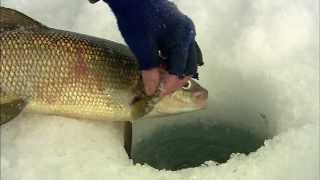 Spoons for Lake Whitefish In Winter