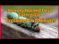 The Hickory Horned Devil Caterpillar Explained In 2 Minutes! 🐛 