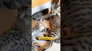 Cat Family ❤️ Mother Love 💕