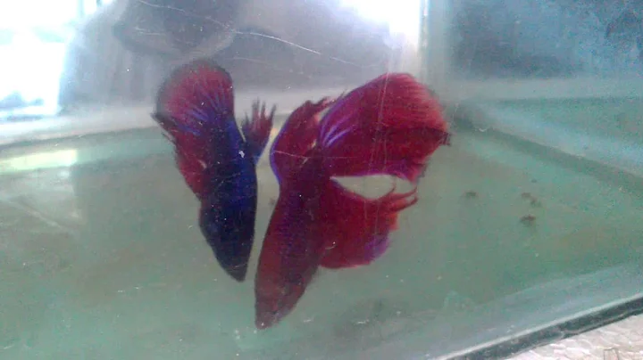 Watch the video about Siamese Fighter Fish breeding in Sri Lanka