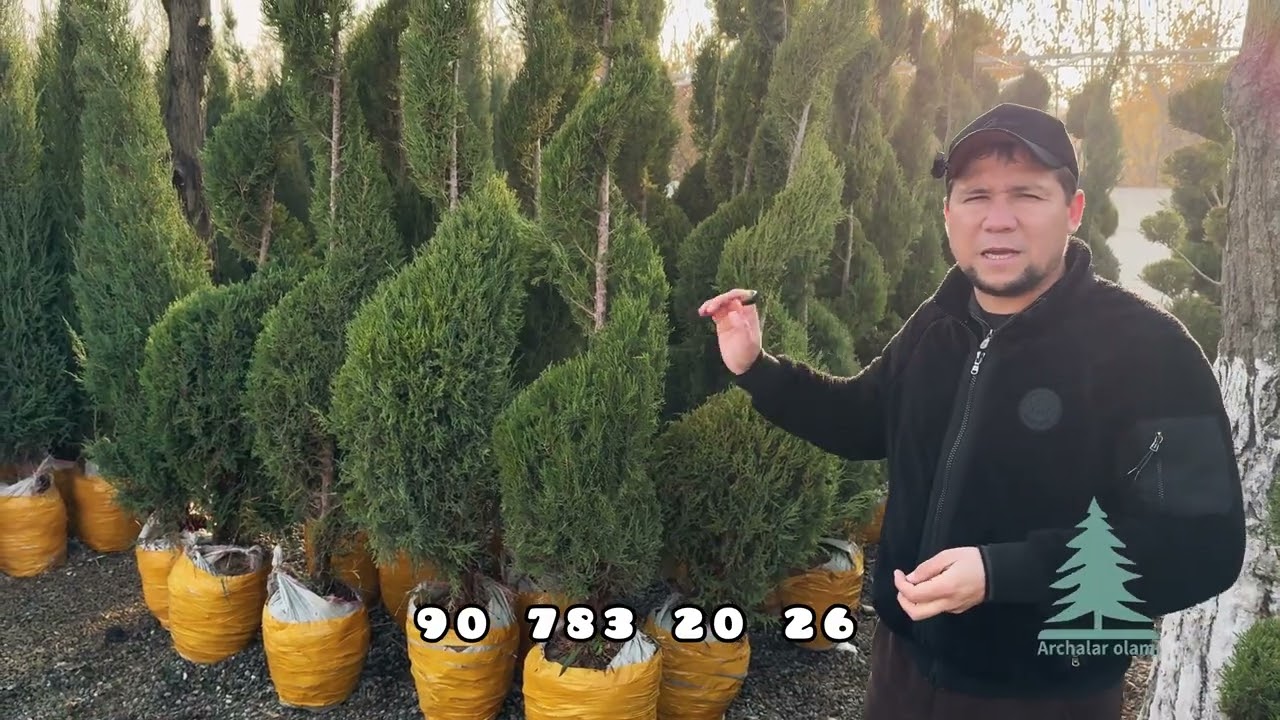 Арчалар оламида 