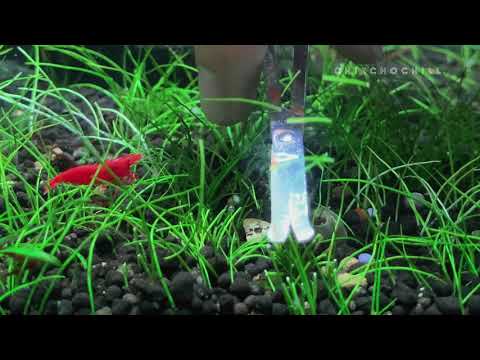 Video Tuần 6 | Chiếc Hồ Chill | Tỉa trụi thảm Cỏ Ngưu Ma... - youtube