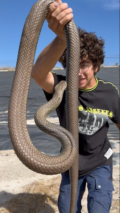 Culebra bastarda ENORME de casi 2 metros 🥹 #shorts #animales #serpiente #culebra #rescate