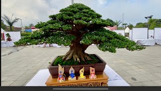 Bonsai Best in Show Pamnas Bangli 2024