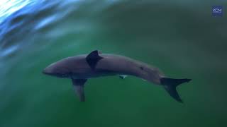 What is baiting sharks to Cape Cod? New documentary, “After The Bite” explores possible answers