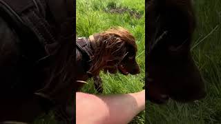 Patterdale Terrier And Er Fighting