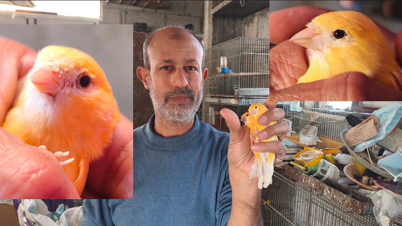 طفرة جديدة في الكناري!!؟ | كيف توقف أي انثى عن الأنتاج 