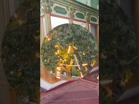 الشام فتح ياسمين وجوري سوريا