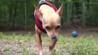 Pet of the Week: Zuko [Italian greyhound/Chihuahua mix]