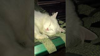 Lovely Persion Cat #shorts
